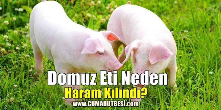 İslam Dinin’de Domuz Eti Neden Haram