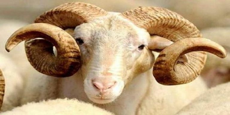 Kurban Kesmenin Fazileti