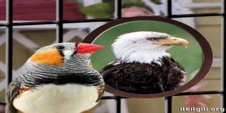 Rüyada Büyüklendiğini görmek ne anlama gelir ?