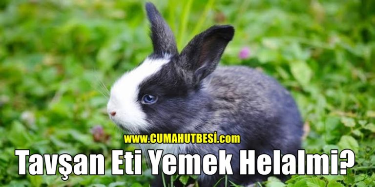 Tavşan Eti Dinimize Göre Helalmi?