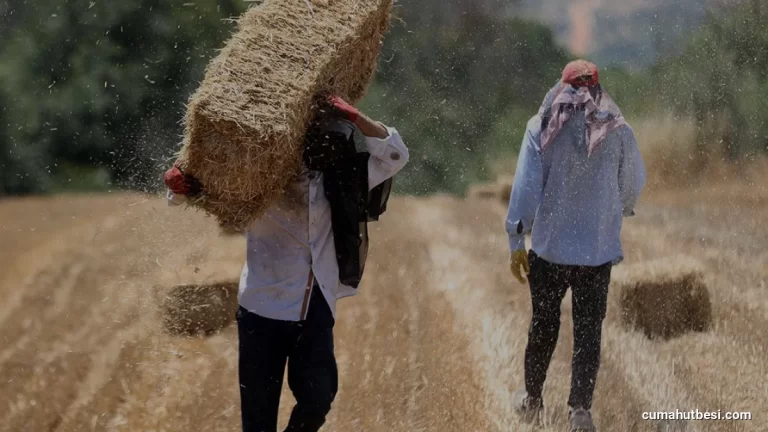 Tarlalarda Zorlu Hasat Mesaisi Başladı