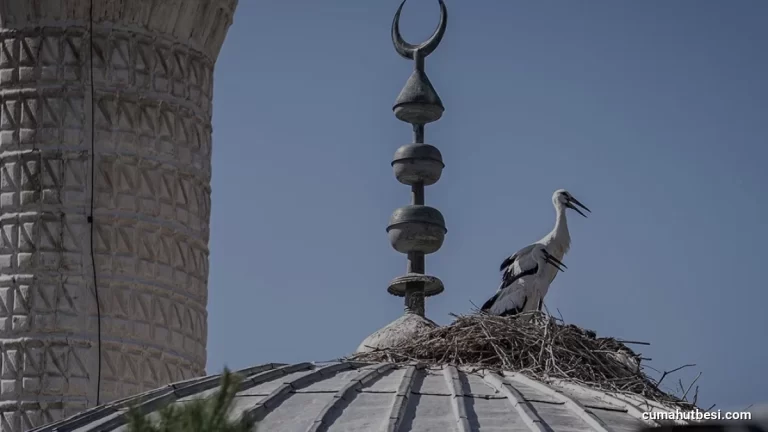 Erzurum İbrahim Hakkı Mahallesindeki Caminin Kubbesi Leyleklere Yuva Oldu