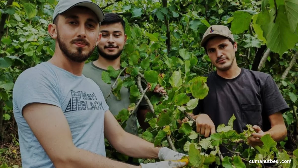 Karadeniz Ereğli Müftülüğü Kur’an Kursu İçin Fındık Hasadı Yaptı