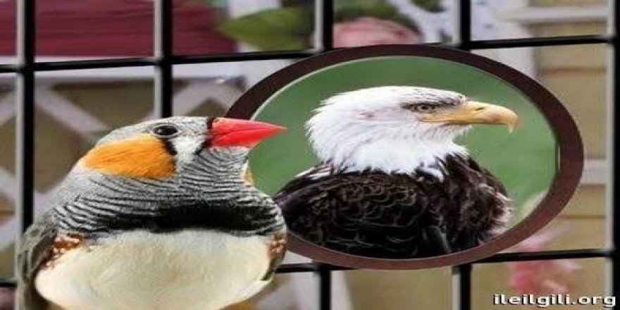 Rüyada Büyüklendiğini görmek ne anlama gelir ?